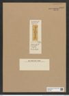 Coscinodiscus tenuisculptus Rattr. (de-Toni-Nr.: Genus 202, Species 4851) Zeichnungen Sammlung Grunow Nr. 8608 (NHMW-BOT-W0377986)